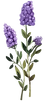 Purple Lavender Illustration