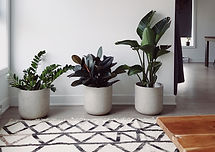 Plantas de decoração de casa