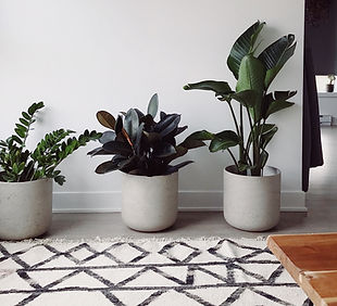Indoor Plants