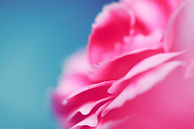 Nahaufnahme einer rosa Blume