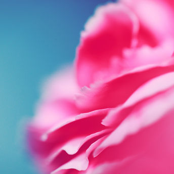 Pink Petals