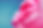 Pink Petals