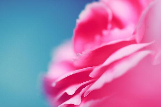Pink Flower Closeup