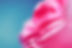 Pink Petals