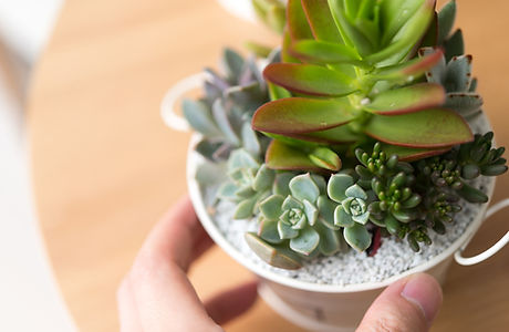 観葉植物