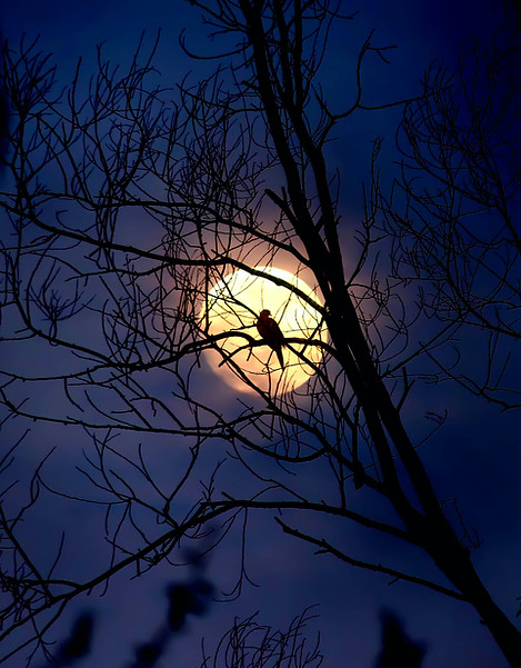 Silhouette de corbeau au clair de lune