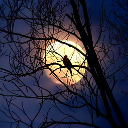 Crow Silhouette by Moonlight
