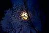 Kraaiensilhouet door Moonlight