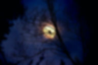 Silhueta de corvo pelo luar