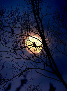 Crow Silhouette by Moonlight
