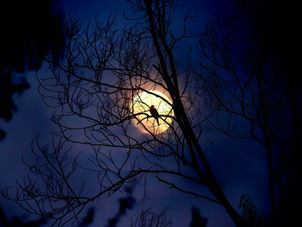 Làm việc ban ngày không hiệu quả: Có khi nào bạn là một "cú đêm" đích thực?