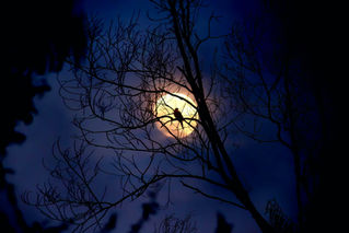 Harvest Full Moon September 2026