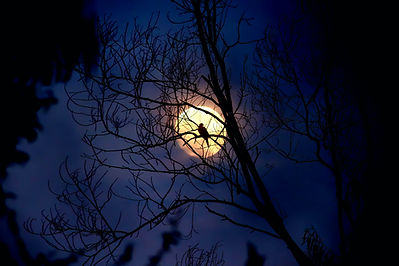Crow Silhouette by Moonlight