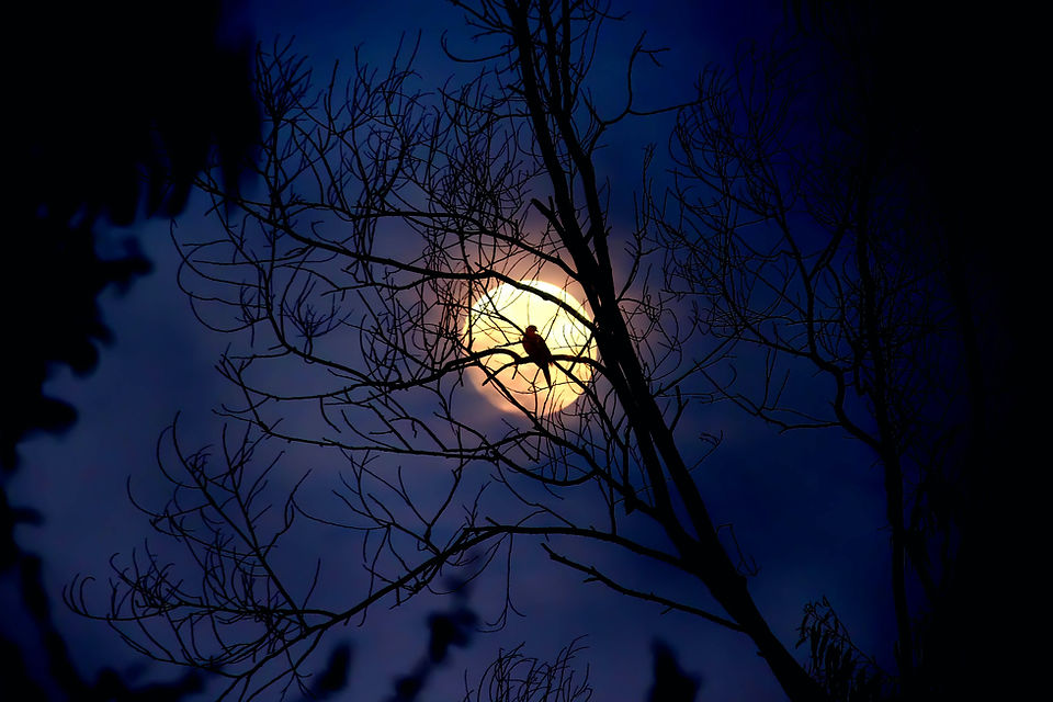 Crow Silhouette by Moonlight