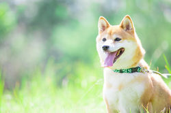 犬