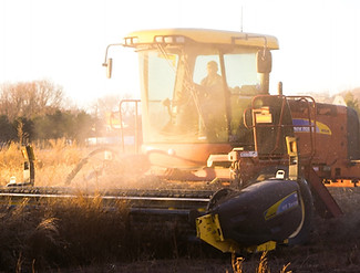 Sunset Harvest