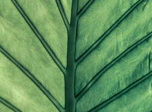 Groen blad close-up