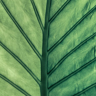 Green Leaf Close-Up