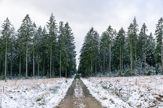 Forêt enneigée