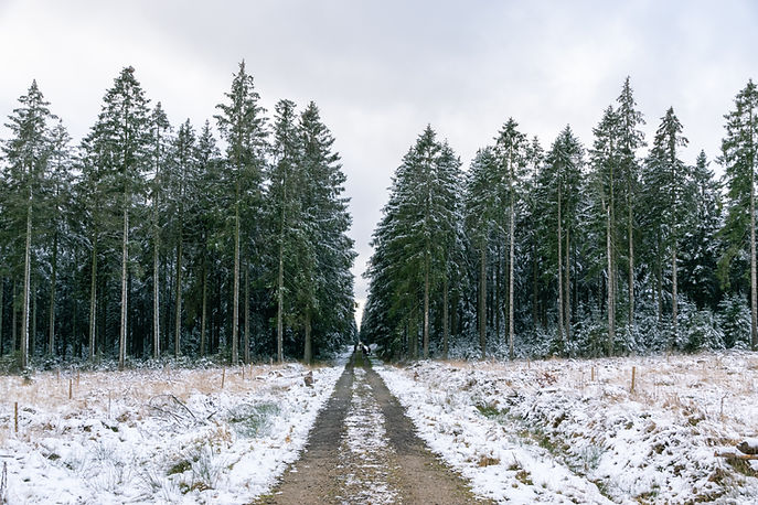 Forêt enneigée