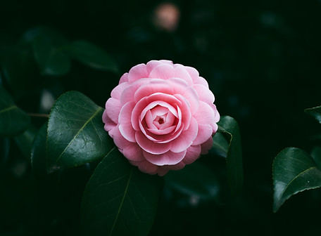 Pink Flower Bloom