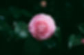Pink Flower Bloom