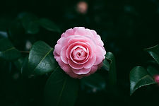 ピンク色の花