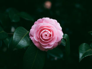 A pink flower in bloom