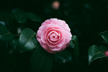 ピンク色の花