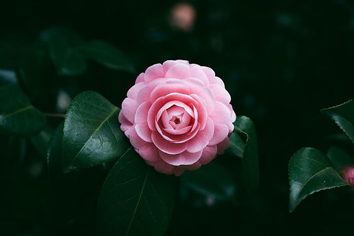 Pink Flower Bloom