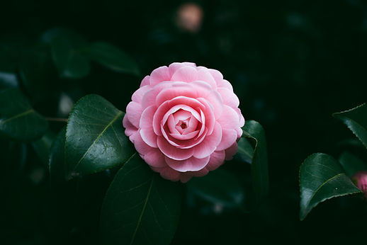 ピンク色の花