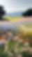Colorful Flower Field