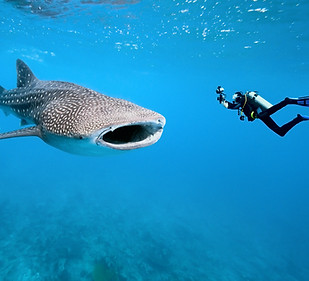 Whale Shark and Underwater Photographer