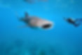 Whale Shark and Underwater Photographer