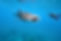 Whale Shark and Underwater Photographer