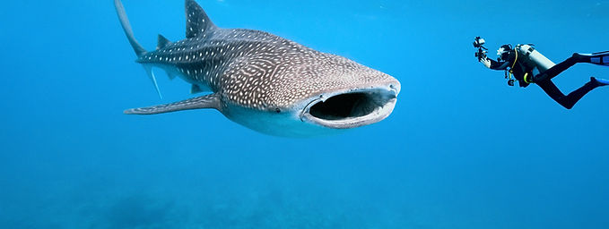 🐋 Whale Award Winner