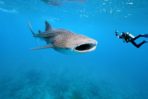 The Shark Trust