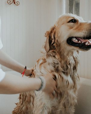 Groomed Dog