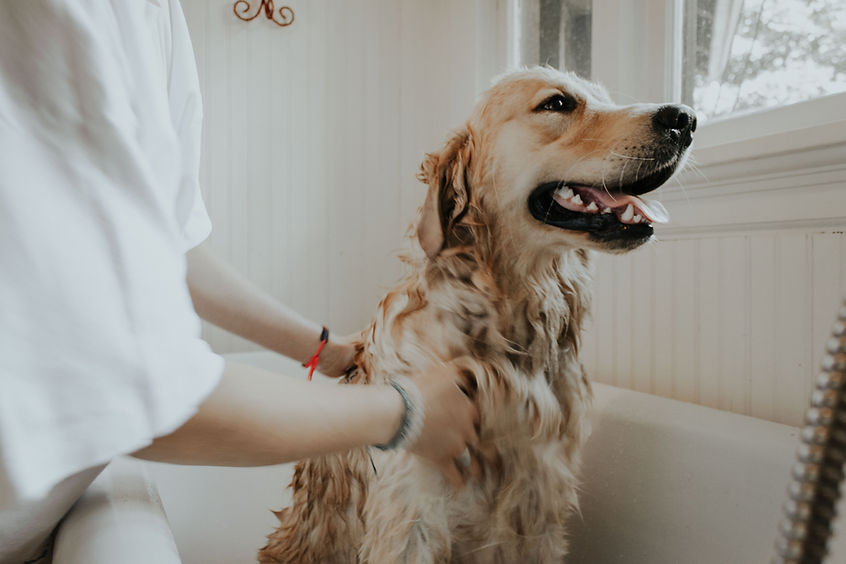 Groomed Dog