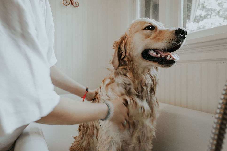 Groomed Dog