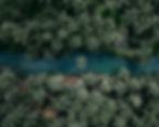 River and Coconut Trees
