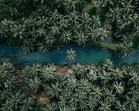 River and Coconut Trees