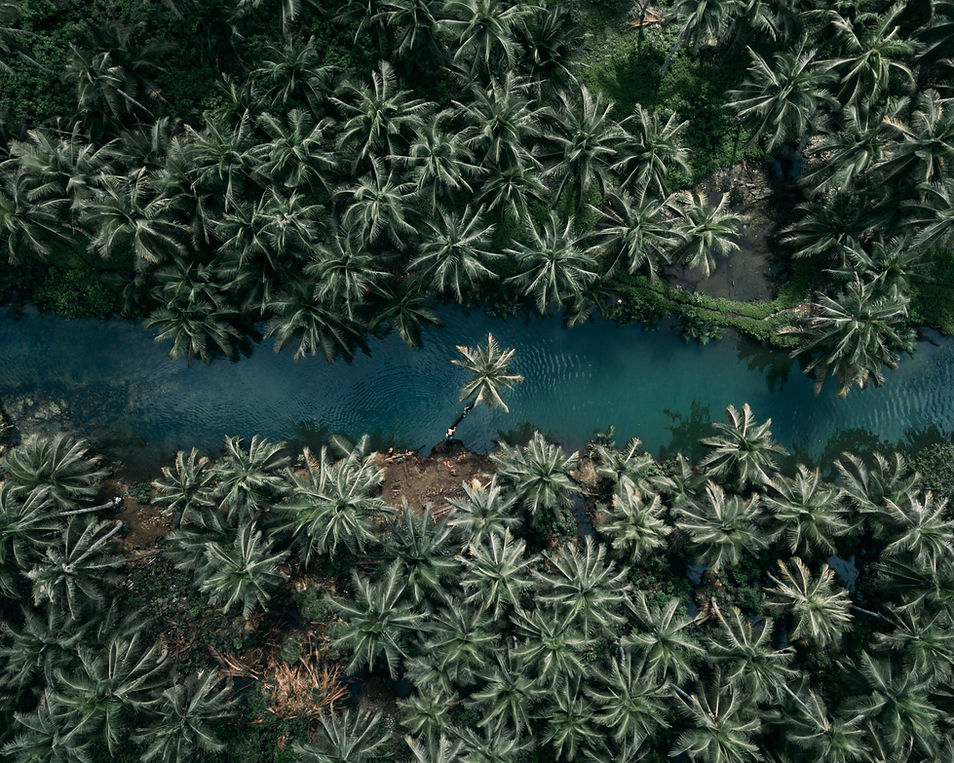 River and Coconut Trees