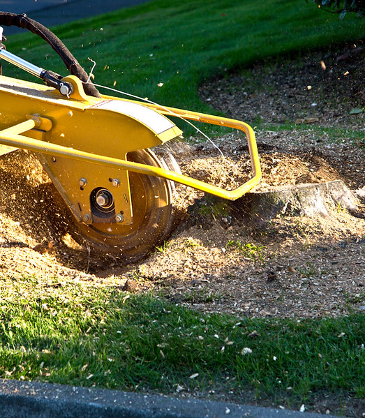 Grinding Tree Stump with Grinder