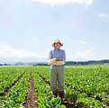 野菜の収穫