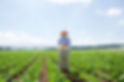 野菜の収穫
