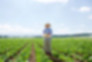 Paysan, cueillette, légumes