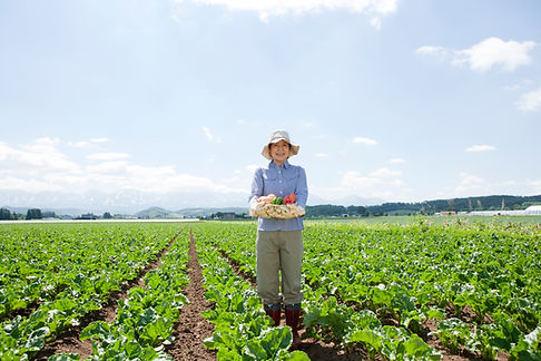 野菜の収穫