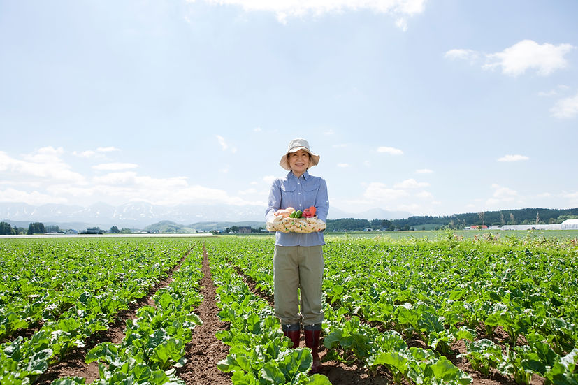野菜の収穫