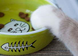 Cat_s 足